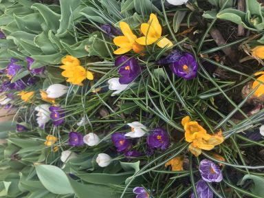20 Jumbo Crocus Mixture Bulbs– Fall planting!